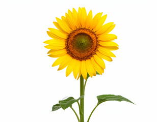 Obraz premium Vibrant Sunflower A Blooming Beauty Isolated on White