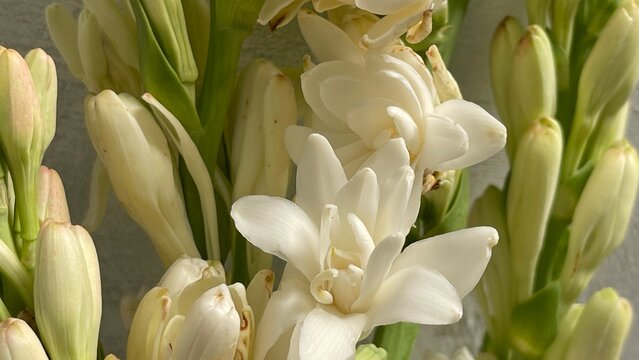 tuberose flowers start to bloom