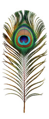 Obraz premium Peacock Feather, Isolated Transparent Background, Tropical Design Element