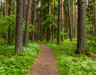 Fototapeta premium Serene Forest Trail A Tranquil Path Through Lush Greenery and Wildflowers