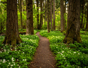 Fototapeta premium Serene Forest Trail A Quiet Walk Through Nature's Embrace