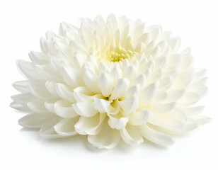 Elegant White Chrysanthemum A Close-Up of Intricate Petals