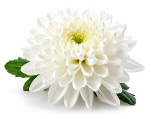 White Chrysanthemum Elegant Flower with Intricate Petals, Isolated on White Background