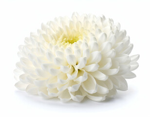 Elegant White Chrysanthemum Pure Beauty in Floral Detail