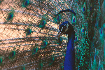Close up view of The African peacock  a large and brightly coloured bird.