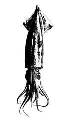 Minimalist Squid for Seafood Design