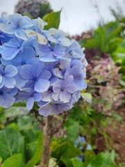 Close-up of a blooming blue hydrangea flower in a garden