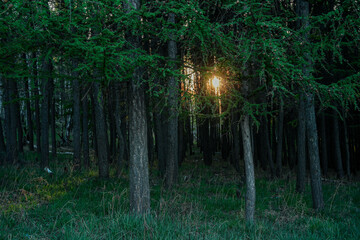 Sunlight shining through dense green forest trees with grass and shadows creating peaceful natural scene