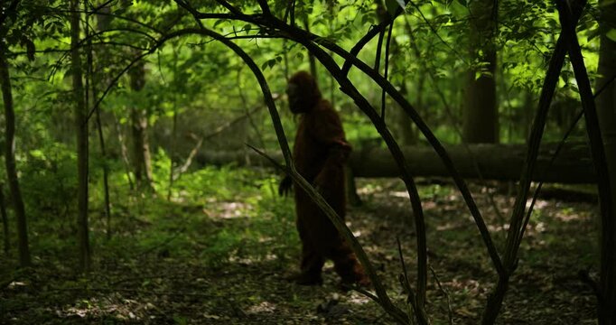 Bigfoot sasquatch grassman, cryptid wanders the woods