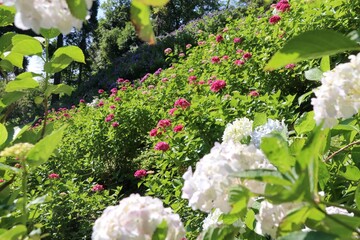 服部農園あじさい屋敷（千葉県茂原市）。約18,000㎡の山の斜面に250品種・10,000株以上の色とりどりの紫陽花が咲き乱れる。山の斜面に咲く紫陽花。