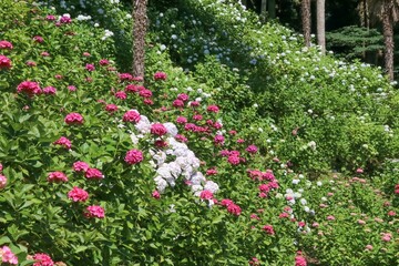 服部農園あじさい屋敷（千葉県茂原市）。約18,000㎡の山の斜面に250品種・10,000株以上の色とりどりの紫陽花が咲き乱れる。山の斜面に咲く紫陽花。