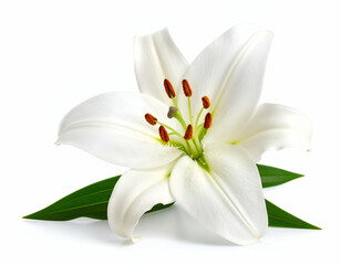 Obraz premium Pure Elegance A Single White Lily in Full Bloom