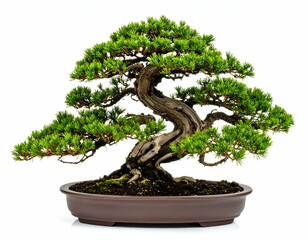 Dragon Juniper Bonsai Miniature Tree Art, Isolated on White
