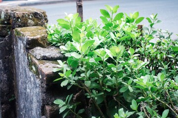 A detailed close-up of an Indian marsh fleabane (Pluchea indica) plant with its lush green leaves, set against a weathered house boundary wall covered in moss