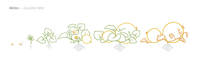 Melon Growth Stages Vector for Agribusiness and Crop Monitoring