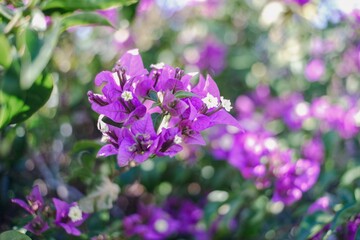 Fototapeta premium A close-up of vibrant purple bougainvillea flowers in soft focus, showcasing their delicate petals against a blurred green background