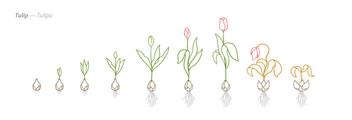 Tulip Growth Stages Vector for Agribusiness and Crop Treatment © Ilia