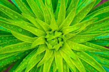 Fresh green plant leaves, covered with dew drops, form a harmonious pattern. This macro shot...