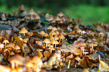 Numerous small mushrooms are scattered across the forest floor, creating a picturesque autumn landscape. This photograph captures the natural beauty and richness of the forest ecosystem with its uniqu