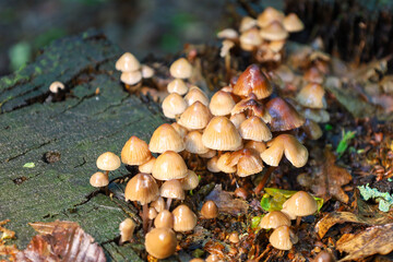 A cluster of small mushrooms with conical caps emerges from a tree stump, covering part of its surface. This detailed nature scene showcases the richness of the forest biome,