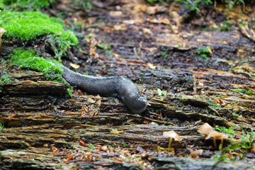 A slug glides across a moss-covered log, showcasing the textures of the wild forest. This detailed...