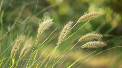A fresh spring sunny garden background of green grass and blurred foliage bokeh.