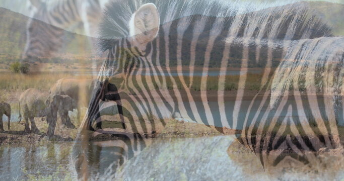 Fototapeta Image of zebras over elephants on savanna