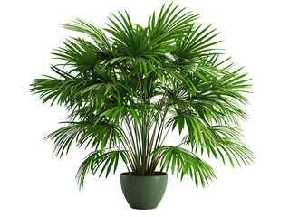 Lush green potted indoor palm plant with broad fronds in a decorative container for home decoration or interior design