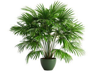 Lush green potted indoor palm plant with broad fronds in a decorative container for home decoration or interior design