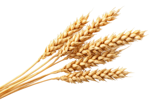 Ripe Wheat Stalks PNG Image for Harvest Season and Farming Concepts Isolated