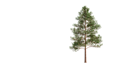 Solo green pine tree standing tall with sparse branches on white background, natural landscape, forestry, outdoor scenery, single tree, environmental conservation