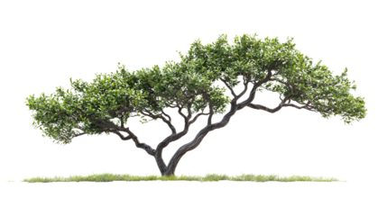 Elegant windswept tree with sprawling branches and lush green foliage growing on a grassy plain under clear bright sky in a natural landscape