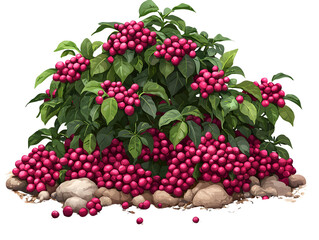 Vibrant pink flowe shrub with lush green leaves and abundant clusters of berries growing amidst rocks in a natural garden setting