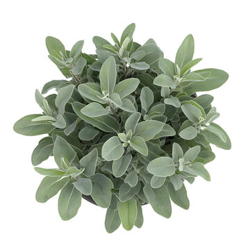 Fototapeta Healthy lush green rosemary herb plant with fresh aromatic leaves in a close-up shot suitable for culinary, gardening, or herbal medicine themes