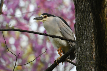 Black-crowned Night Heron (Nycticorax nycticorax) with beautiful pink flowers in background, perched in tree showing black crown, red eye, orange feet and toes.