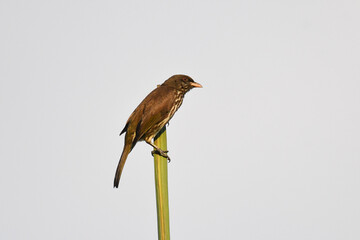 Palmchat (Dulus dominicus) perched on a palm frond in Punta Cana, Dominican Republic. Palmchats are songbirds endemic to Hispaniola (Haiti and Dominican Republic) in the Caribbean, family Dulidae.