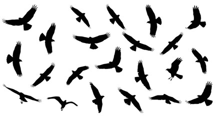 Fototapeta premium Silhouette of Birds in Flight A Collection of Black Bird Silhouettes against a White Background