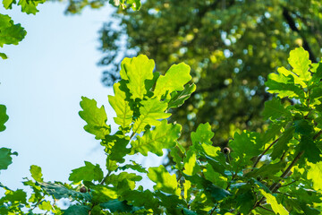 Green oak leaves background. Plant and botany nature texture. green oak leaves in woods
