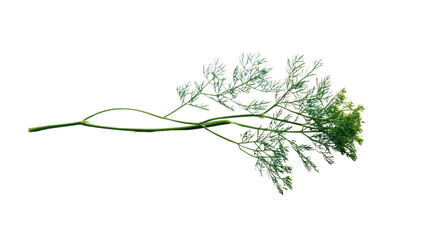 Fresh green herb with delicate leaves, white isolate background.