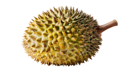 Fresh, spiky durian fruit isolated on white background.