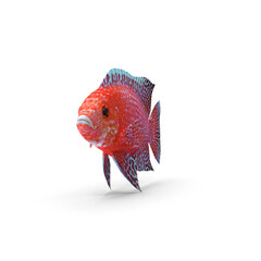 Peacock Fish Isolated on Transparent Background © Realistic PNG