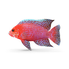 Peacock Fish Isolated on Transparent Background © Realistic PNG