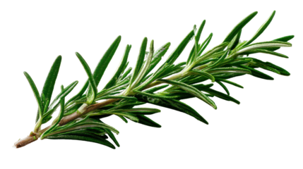 Rosemary herb stem with green leaves on a white isolate background.