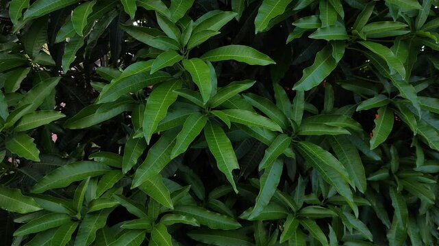 fresh and green mango leaves