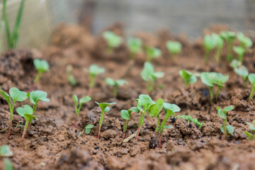 young green shoots of radish. The leaves of the plants are small, rounded. The soil looks moist and loose. Young radish in a garden bed.