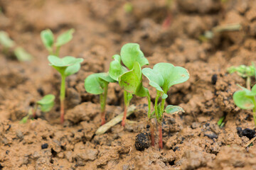 young green shoots of radish. The leaves of the plants are small, rounded. The soil looks moist and loose. Young radish in a garden bed.