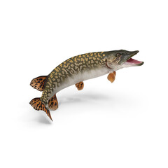 Pike Fish Jump Out Pose Isolated on Transparent Background © Realistic PNG