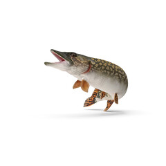 Pike Fish Jump Out Pose Isolated on Transparent Background © Realistic PNG