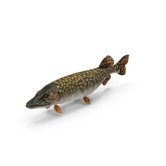 Pike Fish Swimming Pose Isolated on Transparent Background © Realistic PNG