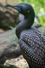Little Black Cormorant Perched on a Rock by the Water’s Edge, Sleek Dark Plumage and Reflected Ripples